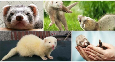 Jak podestýlat fretce doma a proč nechodí na váš záchod